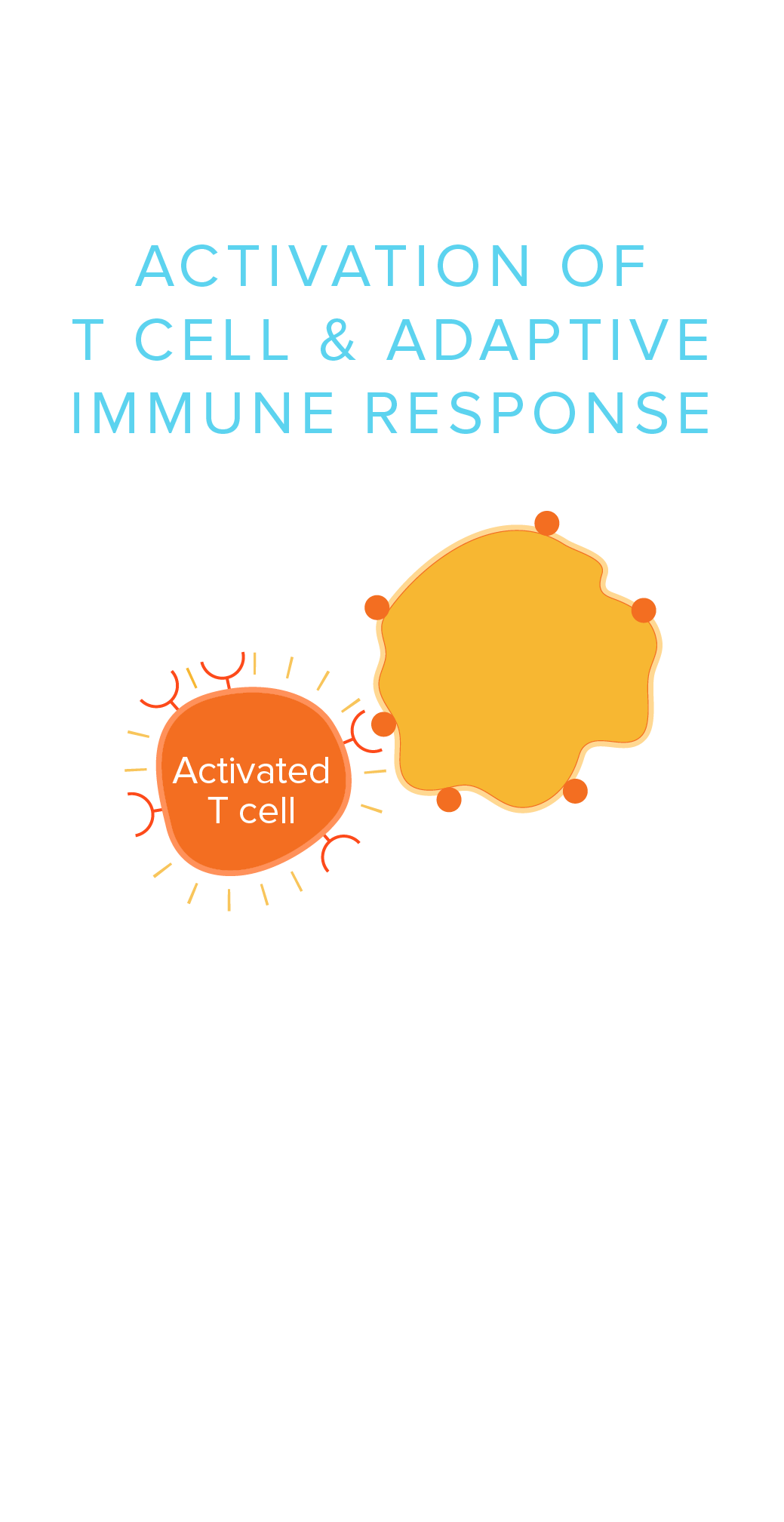 Carisma Therapeutics Solid Tumor Immunotherapy Car Macrophages